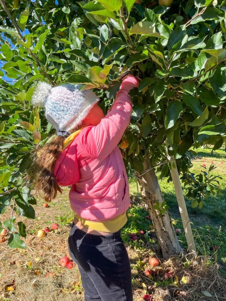 a young girl picking apples off a small apple tree in Ontario 