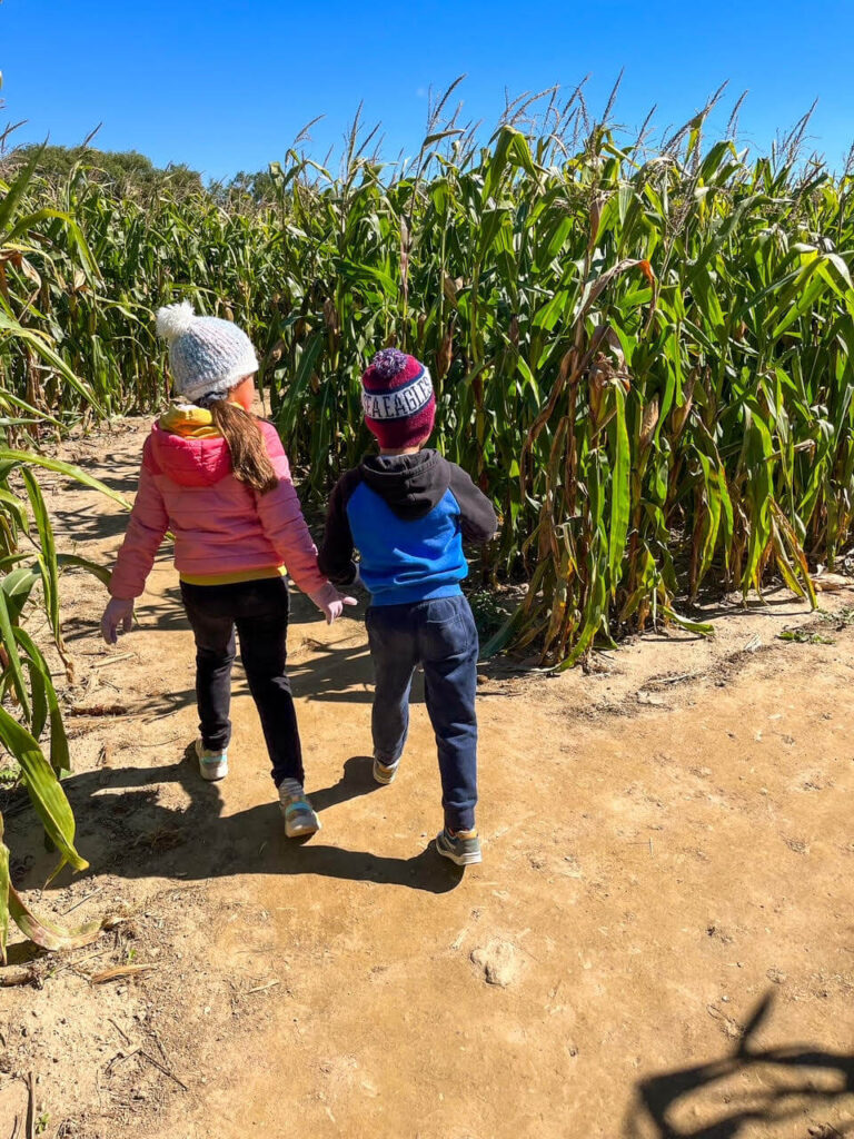 2 kids heading into a corn maze at an apple farm where you can pick your own apples Ontario