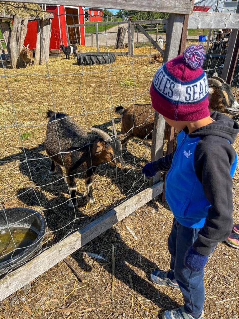 A young boy feeding 2 goats straw through a fence 