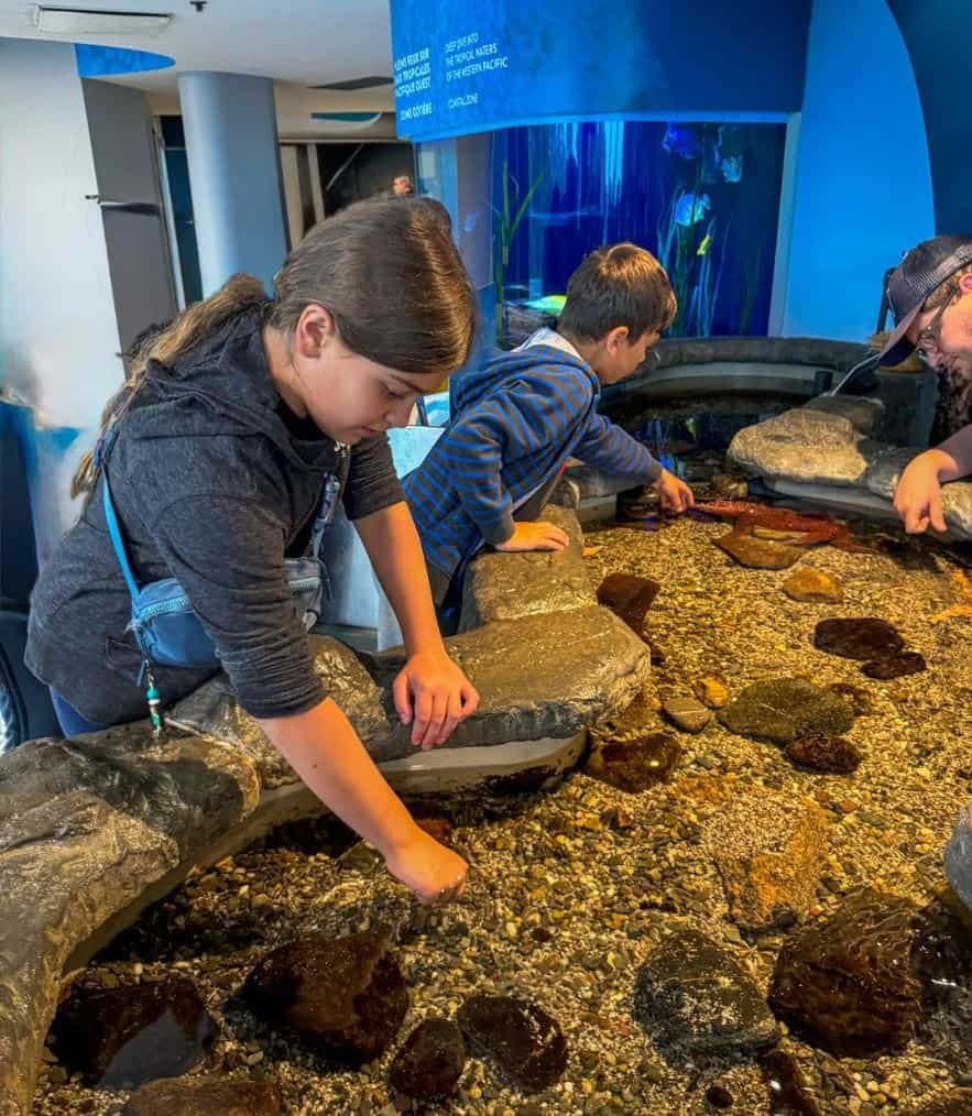 girl and boy touching sea urchins in the touch tank at the aquarium in quebec city